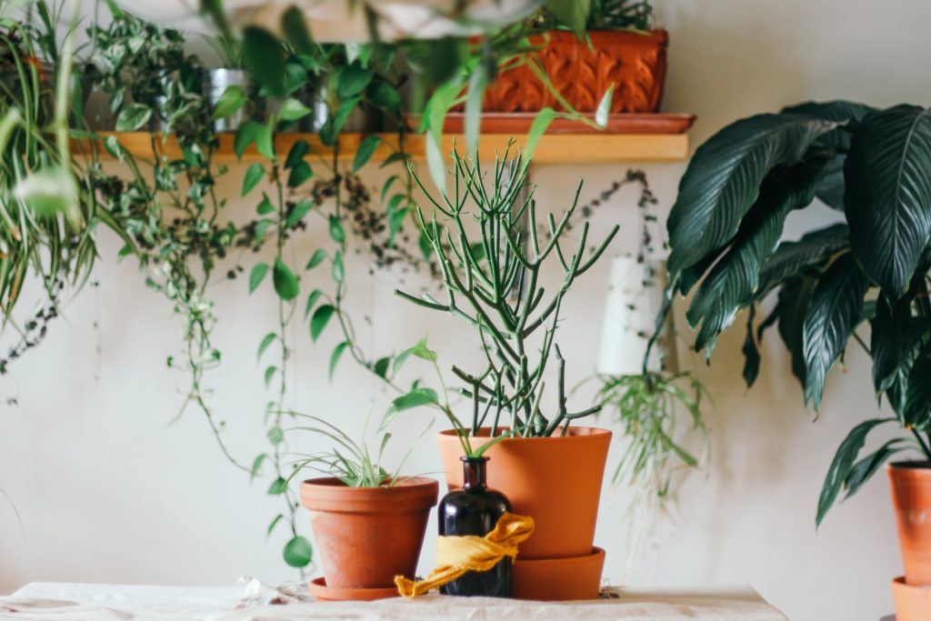 A Mover's Guide to Moving House Plants Moving Plants